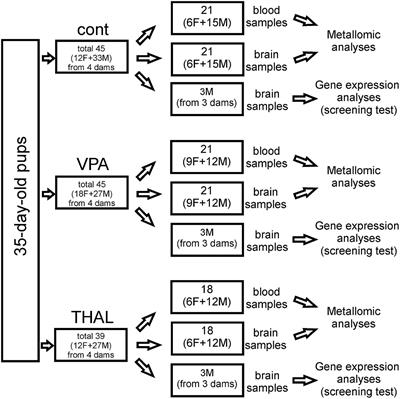 Zinc and Copper Brain Levels and Expression of Neurotransmitter Receptors in Two Rat ASD Models